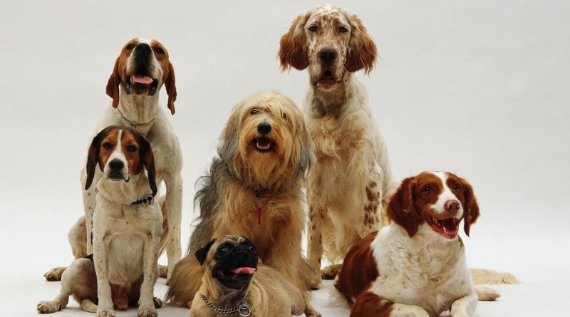 10 Of The Most Loyal Dog Breeds