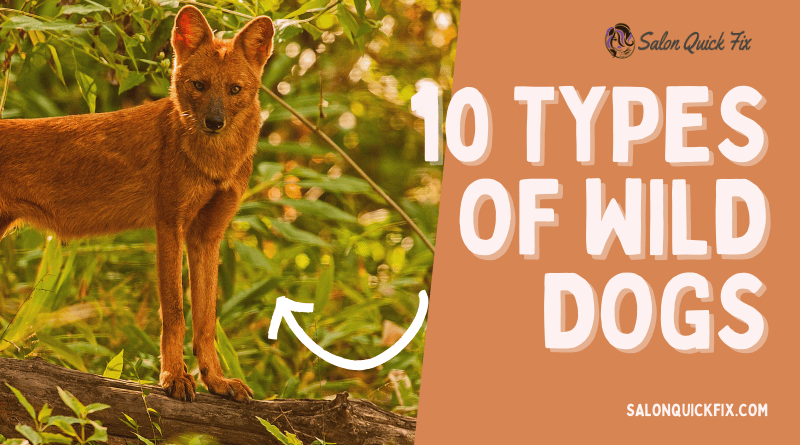 10 Types of Wild Dogs