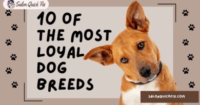 10 Of The Most Loyal Dog Breeds