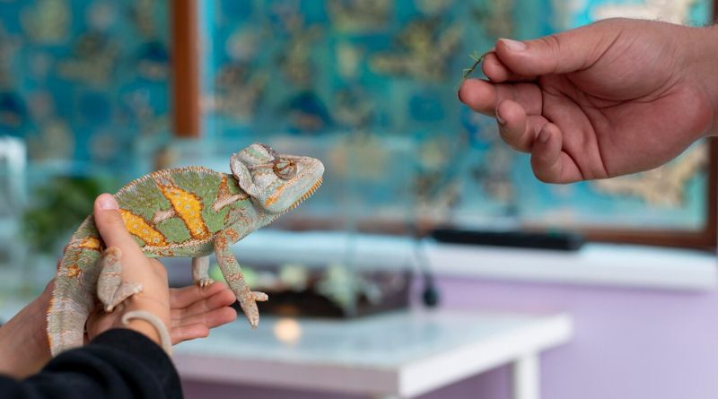 Reptiles To Chill With & To Keep As Pets