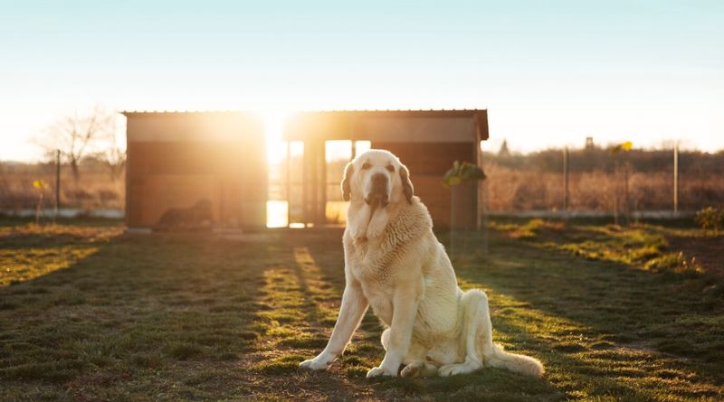 10 Best Dog Breeds for Farms The Ultimate Companions for Rural Life