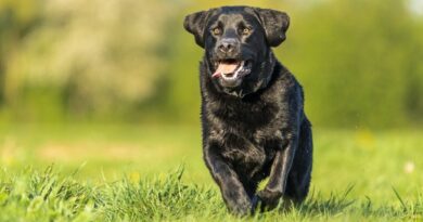 10 Popular Black Dog Breeds