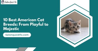 10 Best American Cat Breeds: From Playful to Majestic