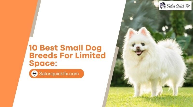 10 Best Small Dog Breeds for Limited Space: