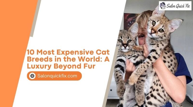 10 Most Expensive Cat Breeds in the World: A Luxury Beyond Fur