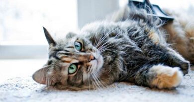 7 Essential Tips to Ensure Your Cat’s Health and Happiness