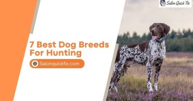7 Best Dog Breeds for Hunting