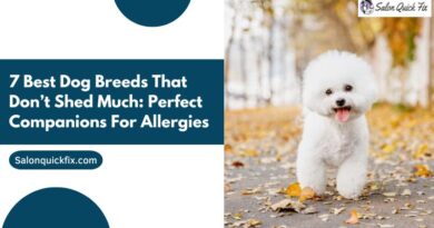 7 Best Dog Breeds That Don’t Shed Much: Perfect Companions for Allergies