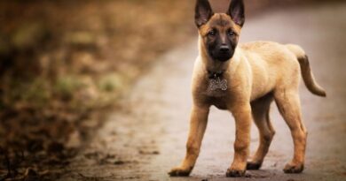 9 Fascinating Dog Breeds That Have Their Roots in Africa