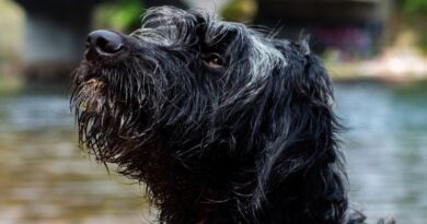 Dog Retreat & Spa Exploring 10 Wirehaired Dog Breeds (1)