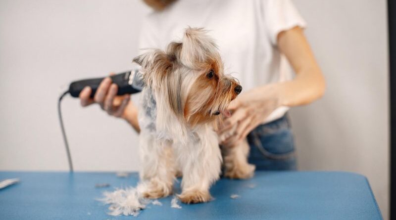 How to Avoid 10 Common Dog Grooming Mistakes