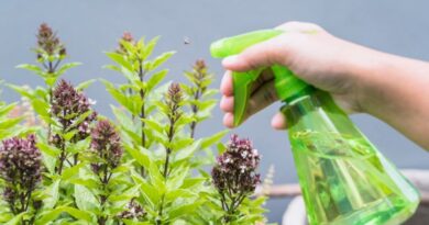 Pests That Hate Peppermint Natural Pest Control Using Aromatic Power