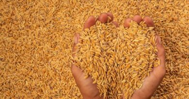 The 10 Amazing Benefits Of The Golden Grain