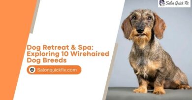 Dog Retreat & Spa: Exploring 10 Wirehaired Dog Breeds