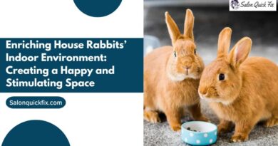 Enriching House Rabbits’ Indoor Environment: Creating a Happy and Stimulating Space
