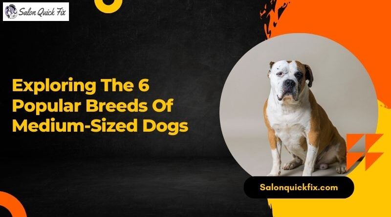 Exploring the 6 Popular Breeds of Medium-Sized Dogs