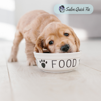 Plan your puppy's food and exercise routine