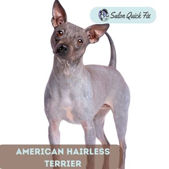 American Hairless Terrier