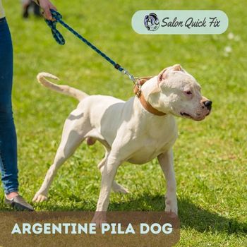 Argentine Pila Dog