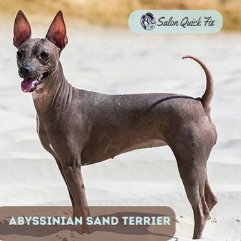 Abyssinian Sand Terrier