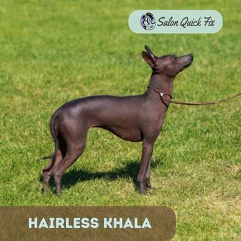 Hairless Khala