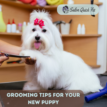 Grooming Tips for Your New Puppy