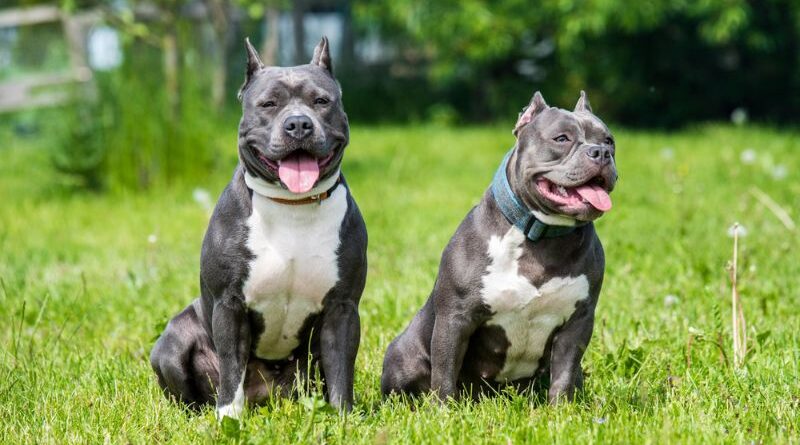 The Top 10 Breeds of American Bully Dogs