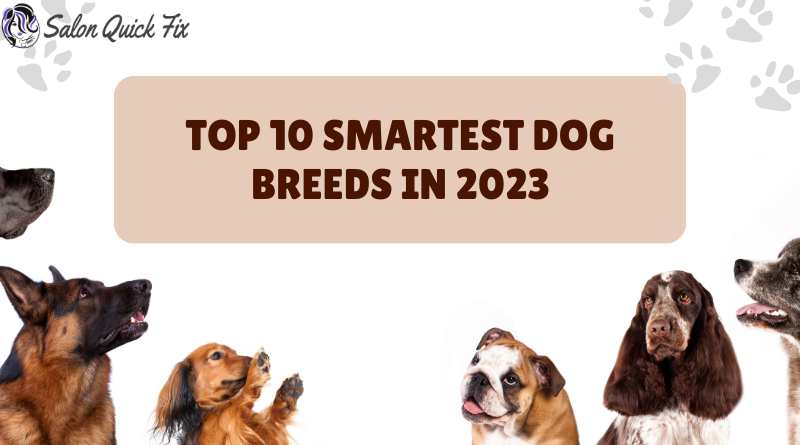 Top 10 Smartest Dog Breeds in 2023