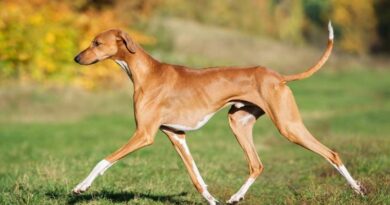 10 Rare And Extraordinary Dog Breeds