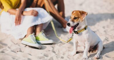 8 Dog-Friendly Summer Activities for Dogs