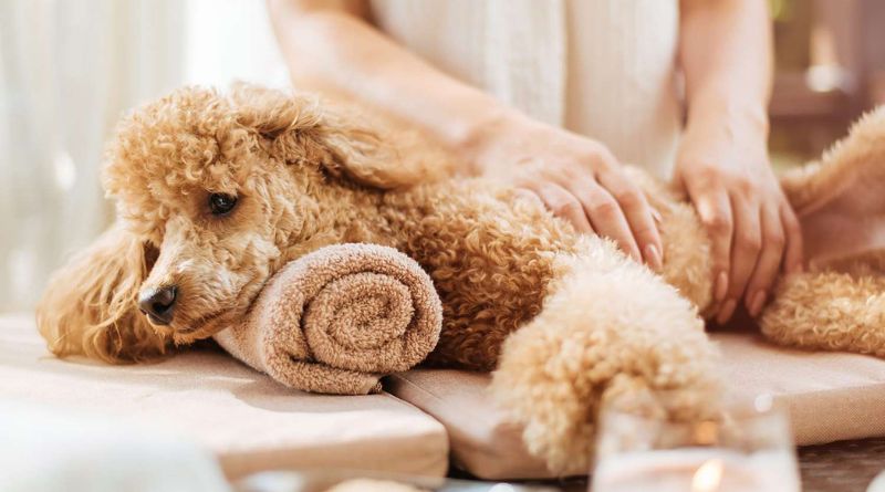How to Massage a Puppy 20 Best Tips
