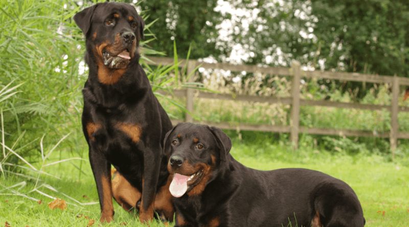 Male Vs. Female Rottweiler 10 Key Differences