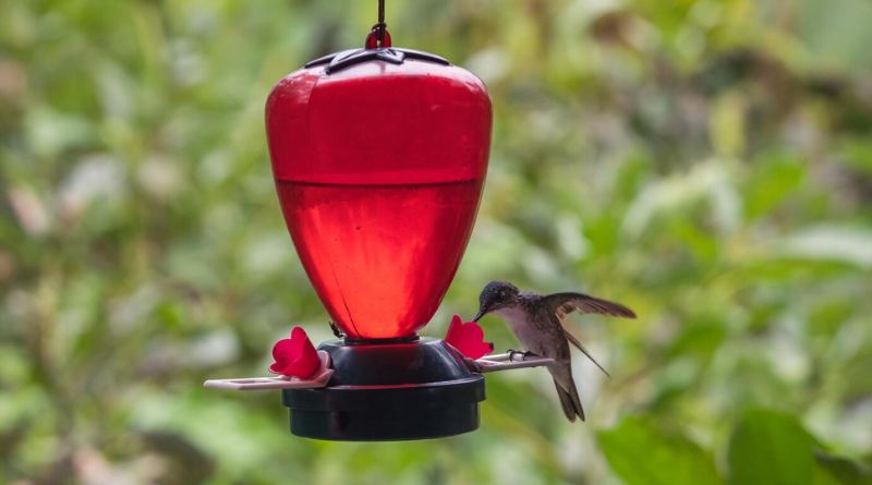 The 7 Best Bird Feeders For Hummingbirds