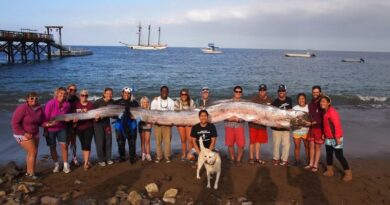 The Mysterious World of Oarfish An 18-Foot Sea Monster Discovery