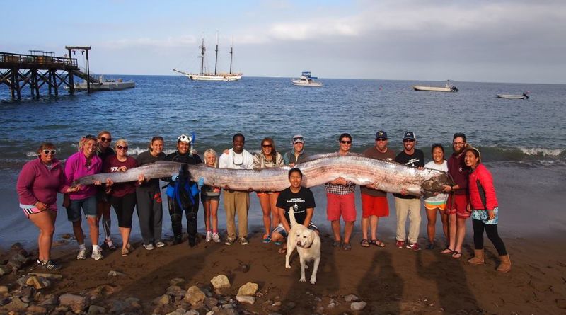 The Mysterious World of Oarfish An 18-Foot Sea Monster Discovery