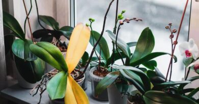Top 8 Reasons Orchid Leaves Turn Yellow