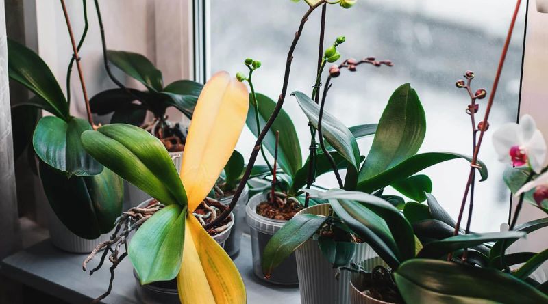 Top 8 Reasons Orchid Leaves Turn Yellow