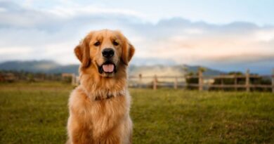 7 Giant Dog Breeds That Make Great Pets