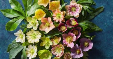 7 of the Prettiest Hellebore Varieties to Grow for Cold-Season Color