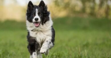 8 Healthiest Dog Breeds That Keep Veterinary Expenses Low