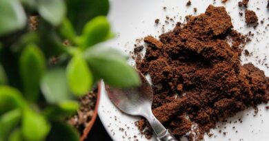 8 Ingenious Ways to Reuse Used Coffee Grounds