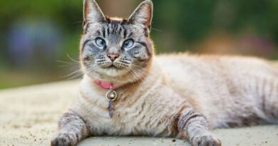 9 Longest Living Cat Breeds: A Feline Journey Through Time