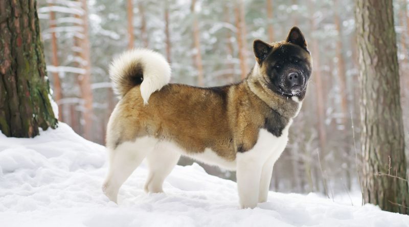 9 Snow Dog Breeds Made for the Cold Weather