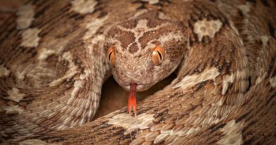Seven of the World's Deadliest Snakes