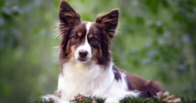 The 7 Dog Breeds Born and Bred in America