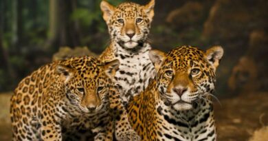 The 7 biggest cats in the world