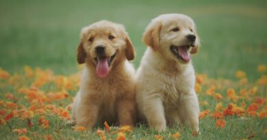 The Most and Least Expensive Puppy Breeds to Own