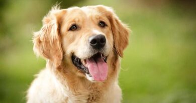 The Seven Dog Breeds That Are Most Like Golden Retrievers