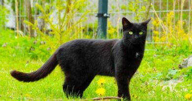 Top 8 Beautiful Black Cat Breeds You’ll Want to Adopt