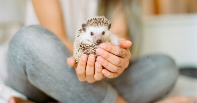 9 Best Exotic Pets Anyone Can Own